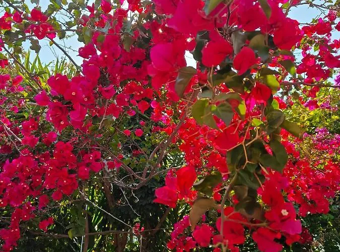 Daire Relax Sunlight *