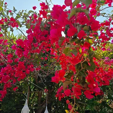 Apartment Relax Sunlight *